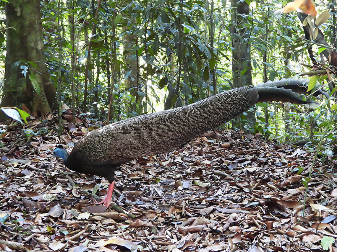 Great Argus  Argusianus argus,Great argus,Halaouate,Pheasant,Sumatra,bird,wildlife