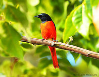 Male Fiery Minivet (Pericrocotus igneus trophis) This is the male Fiery Minivet. Apart from the beautiful colours, the species has such a beautiful song that is causing it its popularity as a pet bird thus there is a lot of trapping going on to supply the demand of the illegal pet trade. This subspecies was photographed on a small remote island off the west coast of Sumatra called Simeulue island.<br />
https://www.jungledragon.com/image/130261/female_fiery_minivet_pericrocotus_igneus_trophis.html Halaouate,Indonesia,Pericrocotus igneus,Simeulue island,fiery minivet,songbird,wild