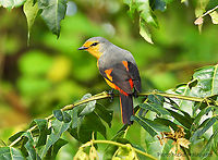 Female Fiery Minivet (Pericrocotus igneus trophis) https://www.jungledragon.com/image/130260/male_fiery_minivet_pericrocotus_igneus_trophis.html Halaouate,Pericrocotus igneus,Simeulue island,Sumatra,fiery minivet,songbird,wild
