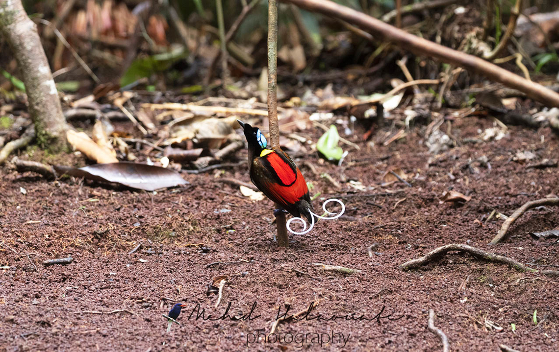 Wilson´s bird of paradise The male Wilson&acute;s Bird of Paradise is a perfectionist. He will not dance for females unless his arena is pretty clean from any leaves, roots, branches and such. He spends a great amount of time tidying it and as much time perfecting his dance routine. Cicinnurus respublica,Halaouate,New Guinea,Papua,Wilsons bird-of-paradise,wildlife