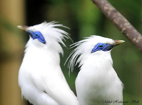 Bali Starling or Bali Myna For a few years, I had the privilege to manage the Begawan Foundation breeding and release program of the Bali starling in Bali island. These 2 birds featured here are among the starlings we bred and released in the Green School. It was such a thrill to see them take to the air and enjoy the much-deserved freedom. Bali Myna,Bali island,Bali starling,Halaouate.,Indonesia,leucopsar rothschildi