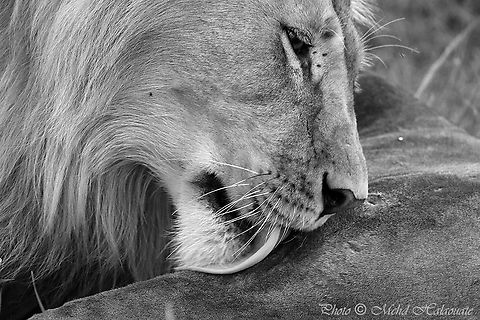African Lion BnW That&acute;s the beauty of having a zoom lens. It allows one to get close without disturbing the wildlife. Africa,Geotagged,Halaouate,Kenya,Lion,Panthera leo,Summer,Tanzania,the King,wildlife