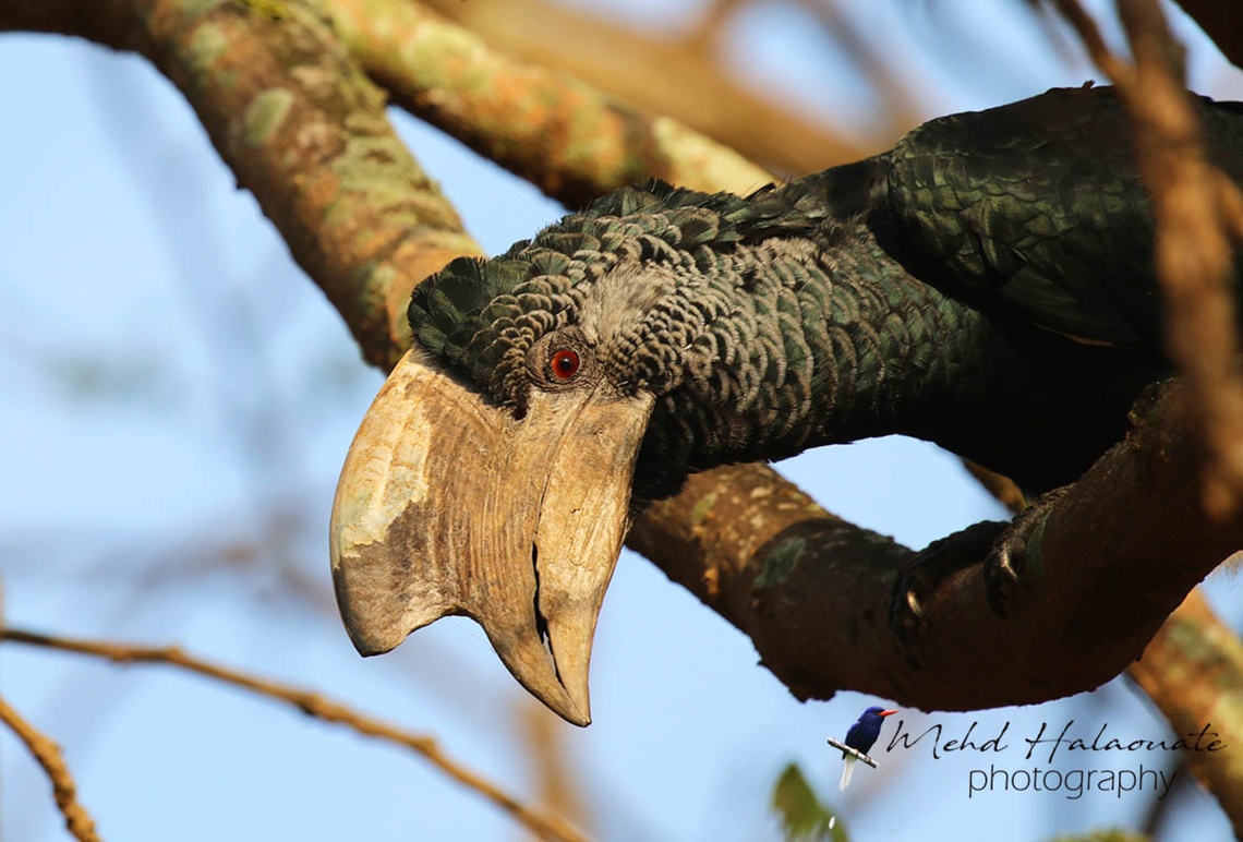 Black-and-white-casqued Hornbill (Bycanistes_subcylindricus) This hornbill was very curious and stayed close allowing me to get a few shots. Africa,Black-and-white-casqued hornbill,Bycanistes subcylindricus,Halaouate,Uganda,wild