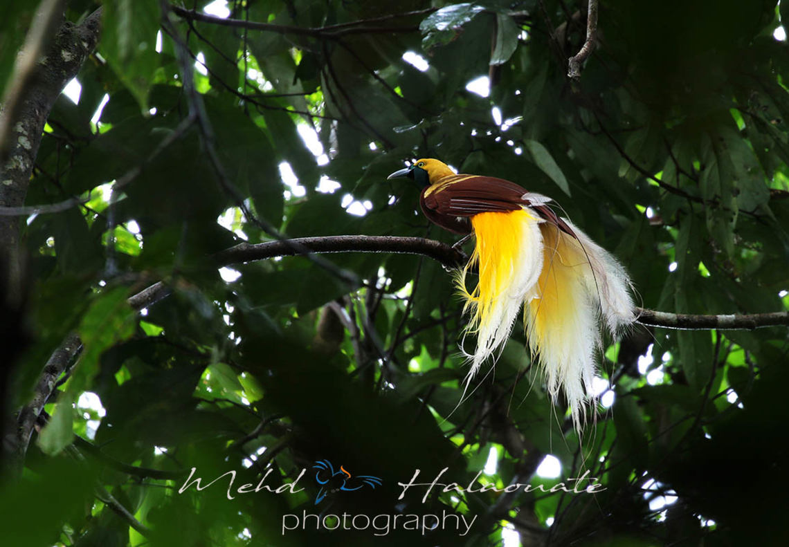 Male Lesser Bird of Paradise This species of bird of paradise is the most common of all the bird of paradise species. It is still fairly common but knowing where their displaying trees is a bit of a challenge so requesting the help of local guides is a great way to go as this will ensure the protection of the species and these tall trees by the locals. A win-win process, the tourists get to enjoy the birds their displaying and the locals get a steady income by protecting and showing these birds. Halaouate,Lesser bird-of-paradise,New Guinea,Papua,Paradisaea minor,wild