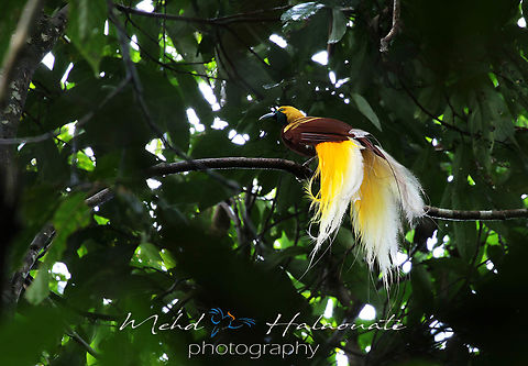 Lesser bird-of-paradise