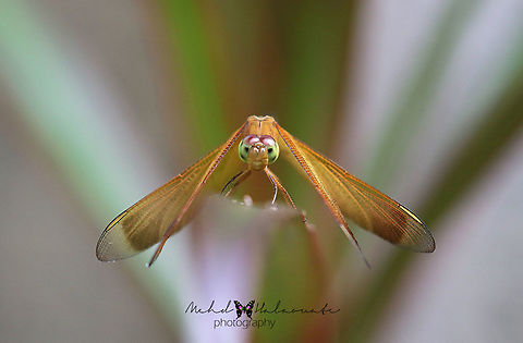 Indonesian Red winged Dragonfly (Neurothemis terminata) A staring contest with an Indonesian Dragonfly that I lost. Bali,Halaouate,Indonesian Red-winged Dragonfly,Keliki,Neurothemis terminata,Ubud