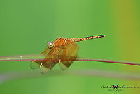 Indonesian Red-winged Dragonfly (Neurothemis terminata)  Bali,Halaouate,Indonesian Red-winged Dragonfly,Keliki,Neurothemis terminata