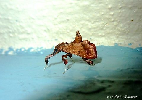 Mantis Mimic Moth This is, as the name suggests, a Mantis Mimic Moth in the Sacada Family Pyralidae.
I haven´t managed to get an identification for this guy yet. It has adopted a camouflage that works to deter predators from consuming it, at least the small ones. Camouflage,Halaouate,Malaysia,Mantis mimic moth,Sabah,deception,wildlife