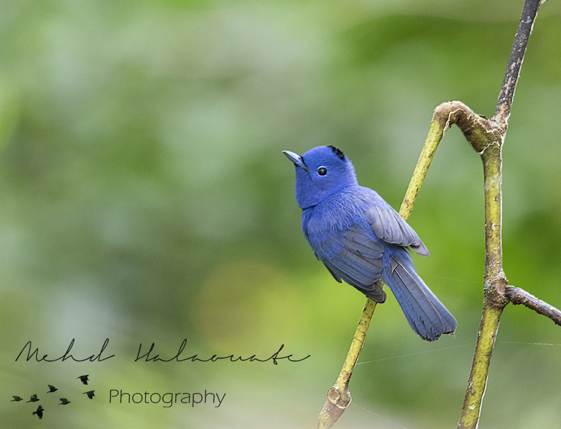 Black-naped Monarch This is a rare subspecies of the Black-naped Monarch family, Hypothymis azurea ssp. abbotti. It is found on a tiny remote island off the western shore of Sumatra island in Indonesia. Babi island,Black-naped monarch,Geotagged,Halaouate,Hypothymis azurea,Indonesia,Simeulue,Sumatra,Winter,rare. Indonesia,wild