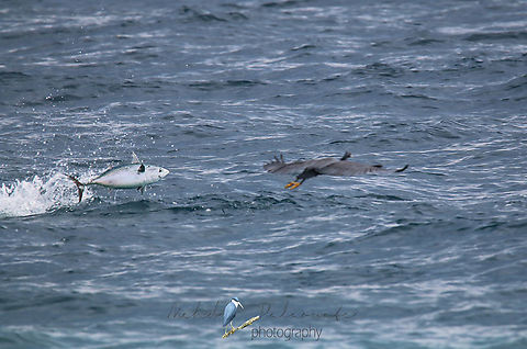 Eastern Reef heron This is one of those lucky shots. I was trying to get the reef heron in action and a tuna decided to photo bomb it. Eastern Reef Heron,Egretta sacra,Geotagged,Halaouate,Indonesia,New Guinea.,Papua,Spring,Tuna,Waigeo island