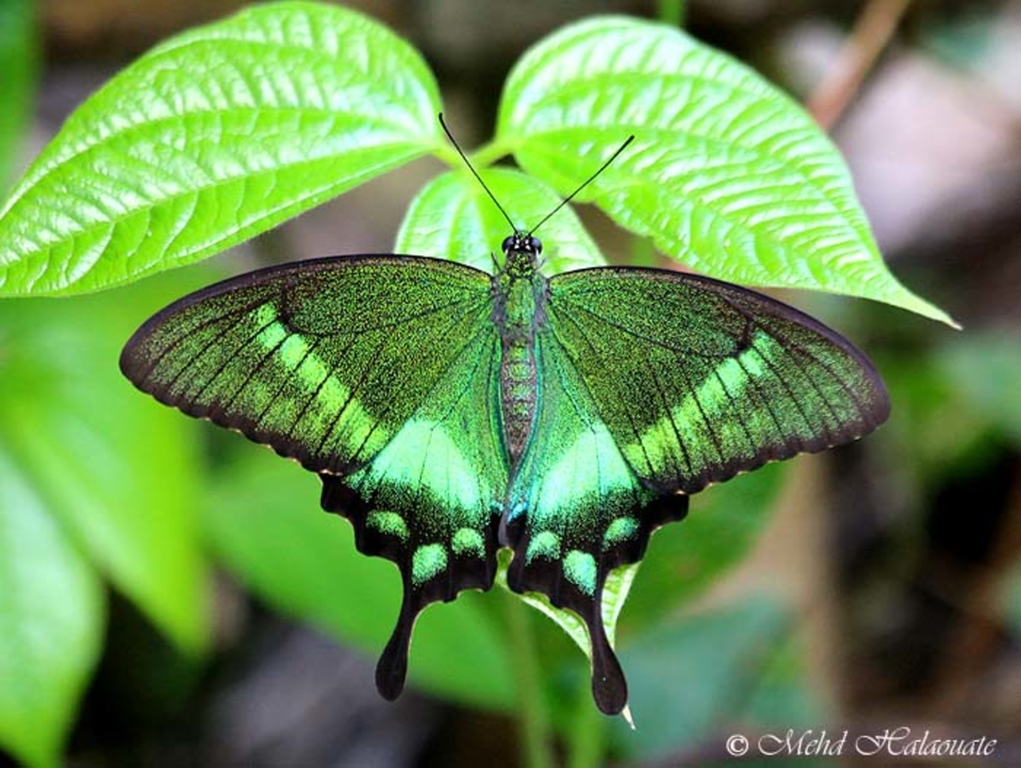 The Emerald Swallowtail (Papilio neumogeni) This gem was photographed on an island in the Lesser Sundas called Sumba. This beautiful island has some amazing endemic wildlife. Emerald Swallowtail,Geotagged,Halaouate,Indonesia,Mehd,Papilio neumoegeni,Papilio neumogeni,Spring,Sumba,wild