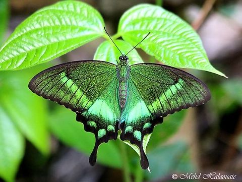 Papilio neumogeni