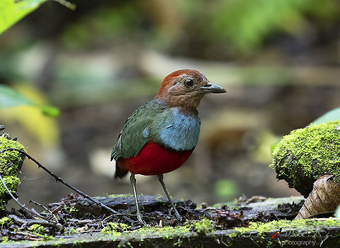 North Moluccan Pitta eller in Swedish R&ouml;dbukad Pitta (Erythropitta rufiventris) This is one of those challenging ones to get good shots of as they are very nervous and scared of anything that moves. Erythropitta rufiventris,Halaouate,Halmahera,Indonesia,Maluku.,Mehd,North Moluccan pitta,fauna,wild,wildlife