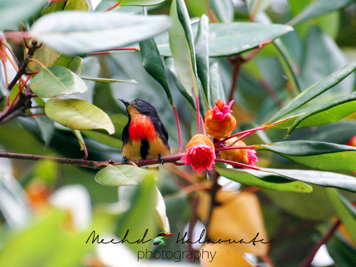 Blood-breasted Flowerpecker (Dicaeum sanguinolentum) This is one of the cutest bird species to look for in the Mount Gede Pangrango National Park in Java island. They are tiny measuring less than 10cm so they are easily overlooked when sitting motionless. Blood-breasted Flowerpecker,Blood-breasted flowerpecker,Dicaeum sanguinolentum,Geotagged,Halaouate,Indonesia,Mehd,Mount Gede Pangrango National Park,Spring,fauna,wild,wildlife