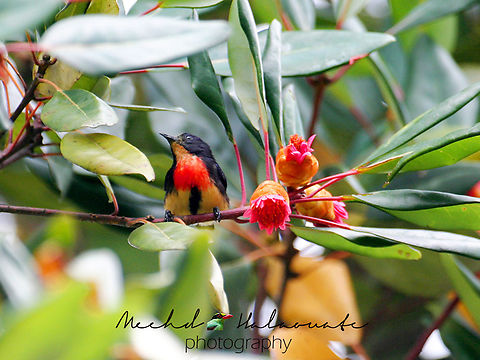Blood-breasted flowerpecker