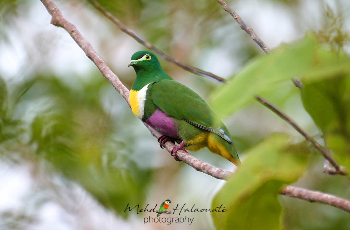 Geelvink Fruit-dove (Ptilinopus speciosus) There are some amazing colourful doves on the planet and the fruit doves in New Guinea are among the stunning ones. This is just one of them that I photographed on a small remote island called Numfor in Papua. Geelvink fruit dove,Geotagged,Halaouate,Indonesia,Mehd,New Guinea,Numfor,Ptilinopus speciosus,Winter,wild