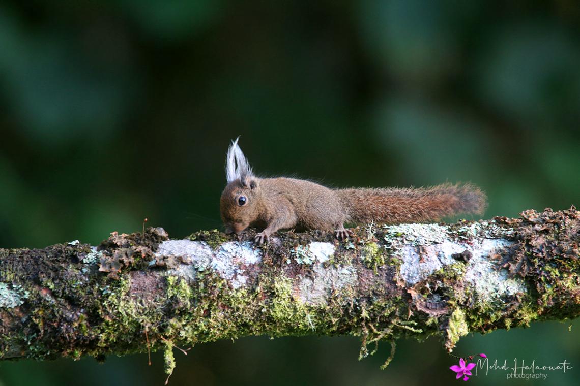 Tufted Pygmy Squirrel (Exilisciurus whiteheadi) One of the cutest squirrel species on the planet. I saw and photographed a few on the trails when climbing Mount Kinabalu in Malaysia. Borneo,Exilisciurus whiteheadi,Geotagged,Halaouate,Malaysia,Mehd,Spring,tuffted pygmy squirrel,wildlife