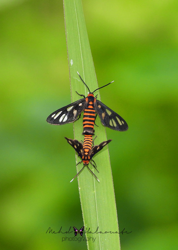 Hubner´s  Wasp Moth Amata huebneri The mating of the day active H&uuml;bner&#039;s Wasp Moth from Bali island, Indonesia. They are not large and they are very common on the sides of the roads. Amata huebneri,Bali island,Hübner's Wasp Moth,Mehd Halaouate,day active moth,wildlife