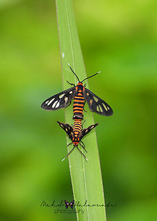 Hubner&acute;s  Wasp Moth Amata huebneri The mating of the day active H&uuml;bner's Wasp Moth from Bali island, Indonesia. They are not large and they are very common on the sides of the roads. Amata huebneri,Bali island,H&uuml;bner's Wasp Moth,Mehd Halaouate,day active moth,wildlife