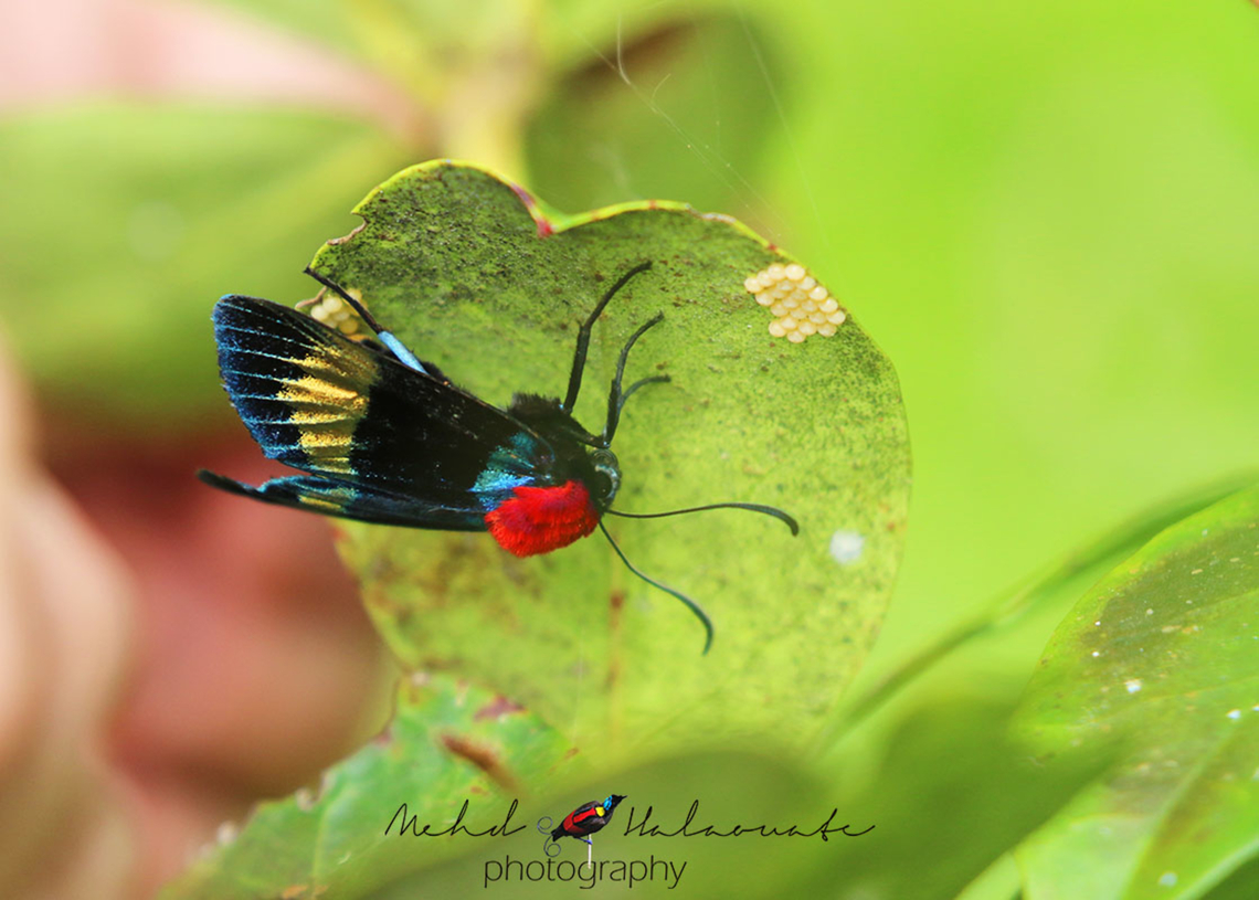 Eucocytia meeki One of the more colourful moth species in New Guinea. I captured this one with eggs kept safely under a leaf in the Arfak Mountains, West Papua, Indonesia. Arfak Mountains,Beautiful Moth,Eucocytia meeki,Halaouate,Indonesia,Mehd,New Guinea,Papua