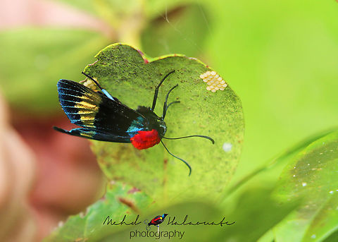 Eucocytia meeki One of the more colourful moth species in New Guinea. I captured this one with eggs kept safely under a leaf in the Arfak Mountains, West Papua, Indonesia. Arfak Mountains,Beautiful Moth,Eucocytia meeki,Halaouate,Indonesia,Mehd,New Guinea,Papua