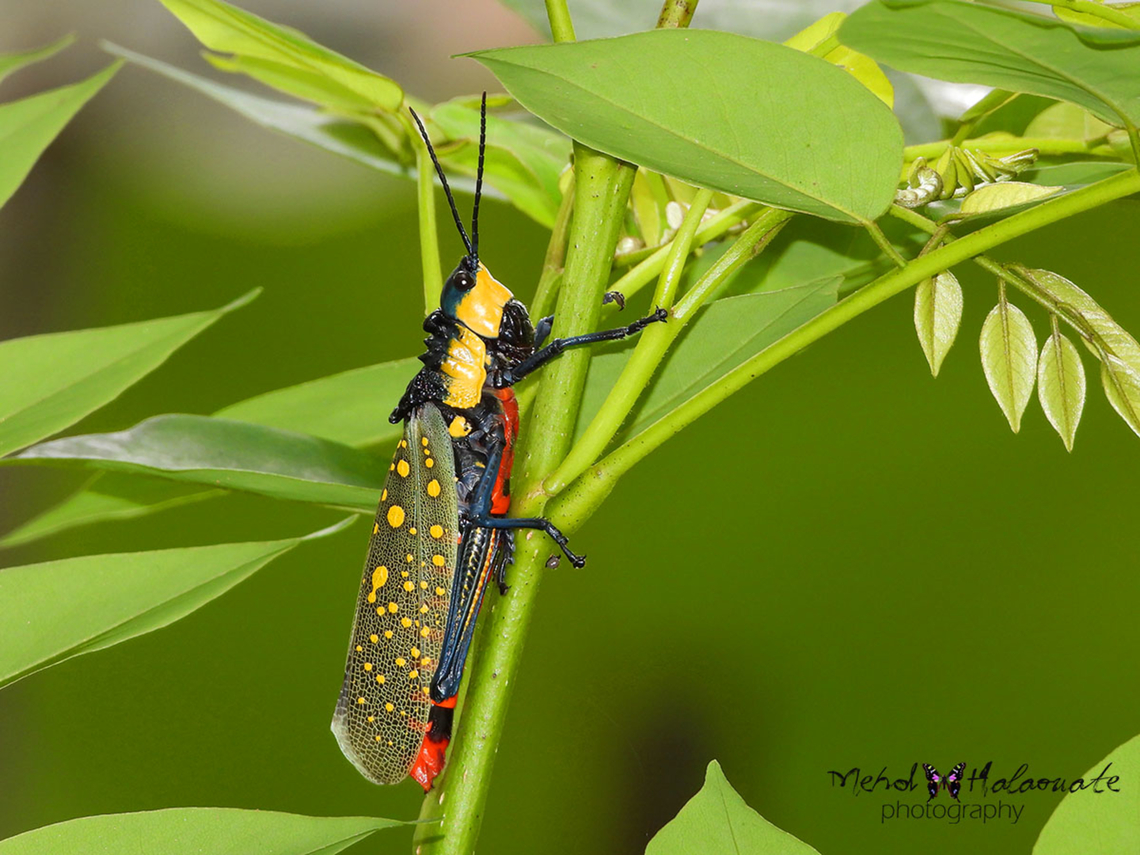 Aularches Miliaris This one is called Spotted Locust or Spotted Grasshopper. I find a few during a walk close to home here in Keliki, Ubud, Bali island. Aularches miliaris,Grasshopper,Halaouate,Indonesia,Mehd,Spotted Locust,colourful,wildlife.