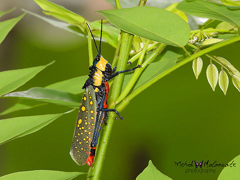 Aularches Miliaris This one is called Spotted Locust or Spotted Grasshopper. I find a few during a walk close to home here in Keliki, Ubud, Bali island. Aularches miliaris,Grasshopper,Halaouate,Indonesia,Mehd,Spotted Locust,colourful,wildlife.