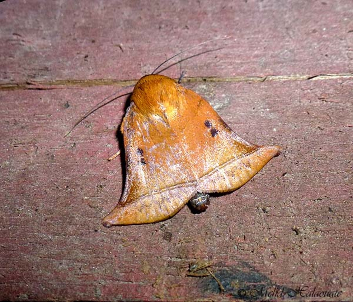 Bell-shaped Moth (Diehlea ducalis) This one reminds me of Christmas time.<br />
I photographed it in Sabah, Malaysia. Bell-shaped Moth,Borneo,Diehlea ducalis,Halaouate,Malaysia,Mehd,wildlife.