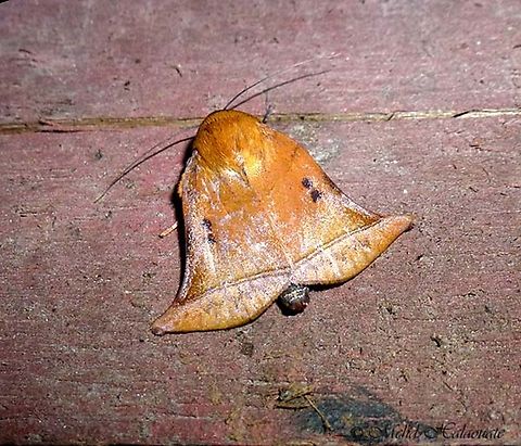 Bell-shaped Moth (Diehlea ducalis) This one reminds me of Christmas time.
I photographed it in Sabah, Malaysia. Bell-shaped Moth,Borneo,Diehlea ducalis,Halaouate,Malaysia,Mehd,wildlife.