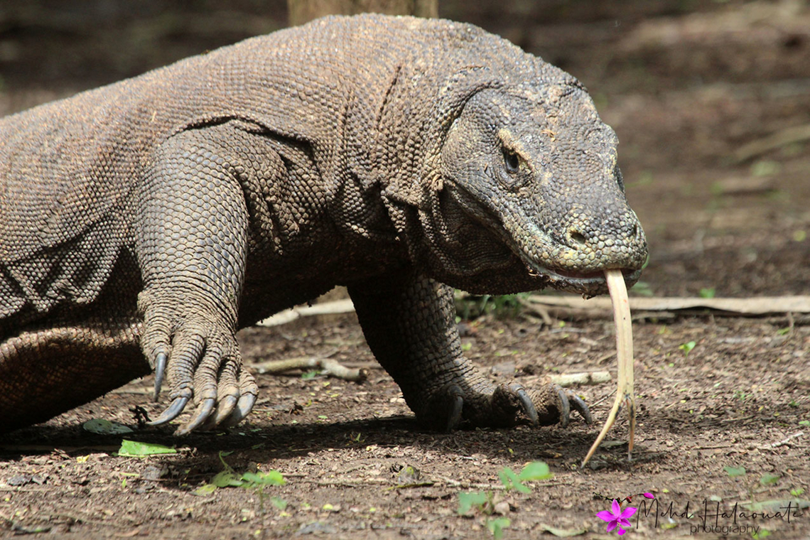 Komodo Dragon It helps to have a zoom lens to avoid being close to these beasts while trying to get decent photographs. Halaouate,Indonesia,Komodo dragon,Mehd,Varanus komodoensis,wildlife