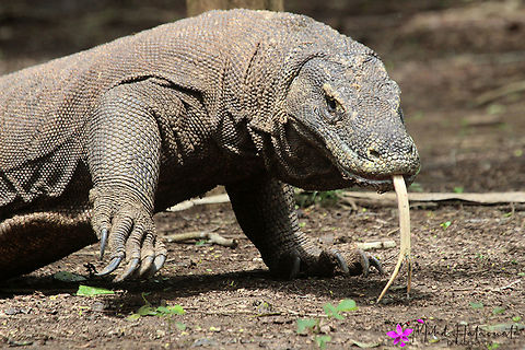 Komodo Dragon It helps to have a zoom lens to avoid being close to these beasts while trying to get decent photographs. Halaouate,Indonesia,Komodo dragon,Mehd,Varanus komodoensis,wildlife