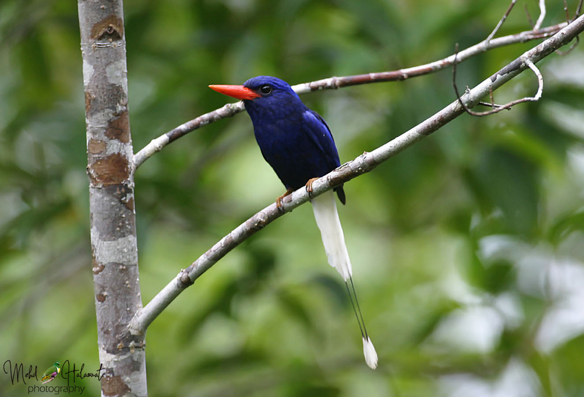Numfor Paradise Kingfisher Pretty in cobalt Blue<br />
One of the stunning species in the paradise kingfisher family. This one is endemic to a remote island in the Geelvink Bay, Papua called Numfor island. Geelvink Bay,Geotagged,Halaouate,Indonesia,Mehd,Numfor paradise kingfisher,Paradise Kingfisher,Tanysiptera carolinae,West Papua,Winter