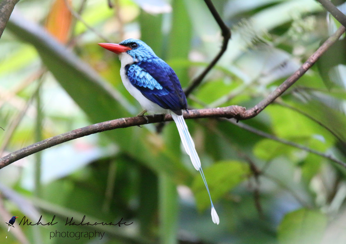 Biak Paradise Kingfisher Another one of those beautiful paradise kingfishers from a small island in the Geelvink Bay, Papua. This is Biak Paradise Kingfisher. Geotagged,Indonesia,Mehd,New Guinea,Papua,Spring,Tanysiptera riedelii,biak paradise kingfisher,halaouate