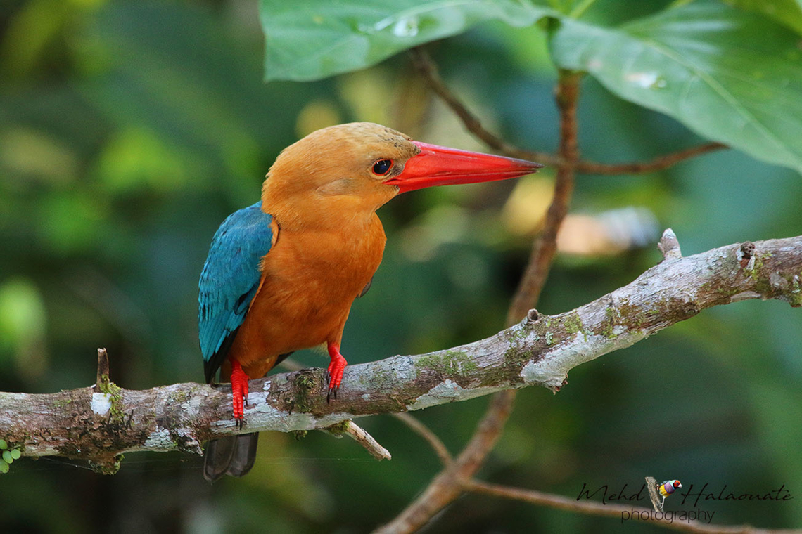 Stork-billed Kingfisher (Pelargopsis capensis innominata) This kingfisher was photographed in Borneo. It was focussing its sight on a small lizard on the ground and didn&acute;t pay any attention to me. Borneo,Mehd Halaouate,Pelargopsis capensis,Stork-billed Kingfisher,wild