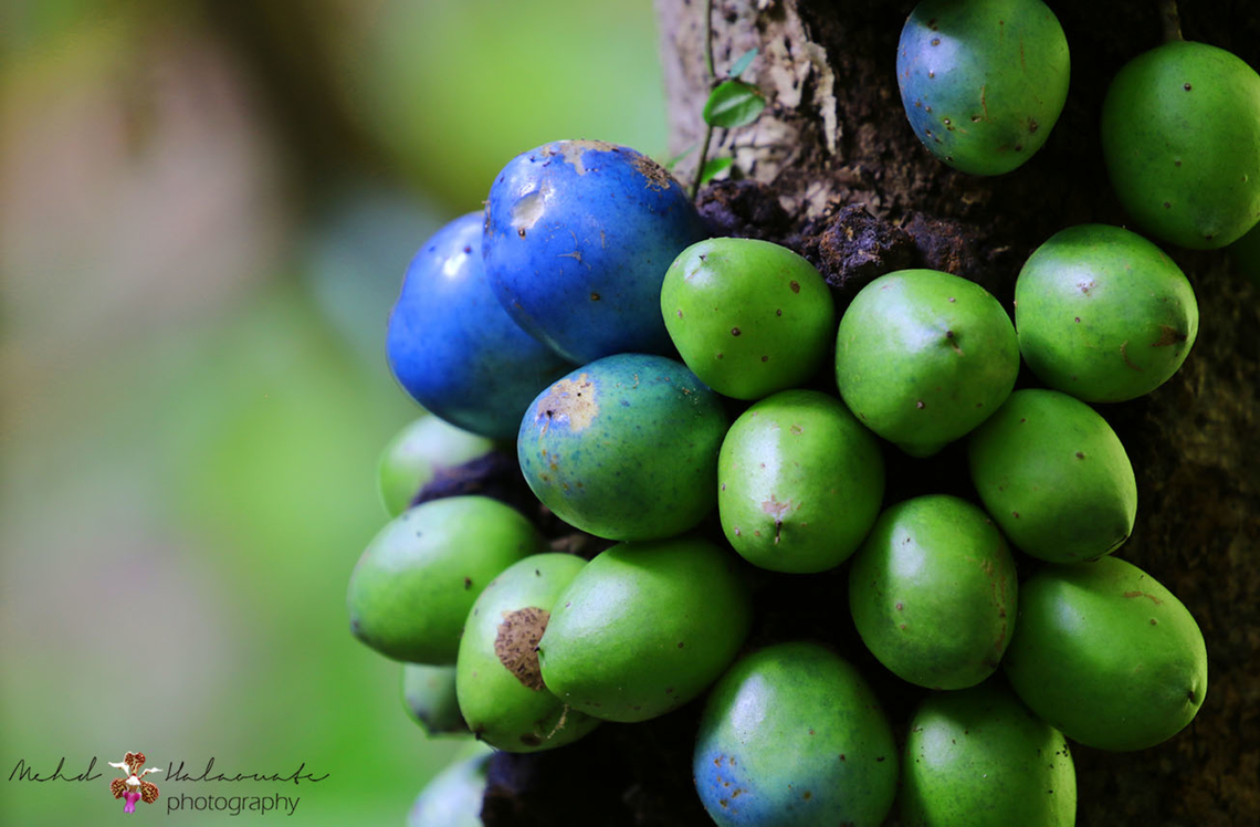 Blue-fruited Barringtonia or Cassowary Pine (Barringtonia calyptrata) As the name suggests this fruit is eaten by Cassowaries and other wildlife in New Guinea. The strong blue colouration is like a strong display for wildlife to find these fruits and disperse the seeds far and wide thus helping the propagation and the survival of this species. Barringtonia calyptrata,Flora,Geotagged,Indonesia,Mehd Halaouate,New Guinea,unique.