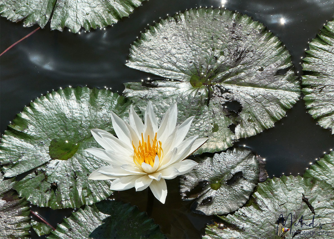 Water Lily The photograph was taken close to home in Ubud, Bali island Mehd Halaouate,Nymphaea rubra,Red Water Lily