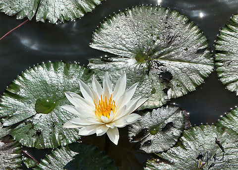 Water Lily The photograph was taken close to home in Ubud, Bali island Mehd Halaouate,Nymphaea rubra,Red Water Lily
