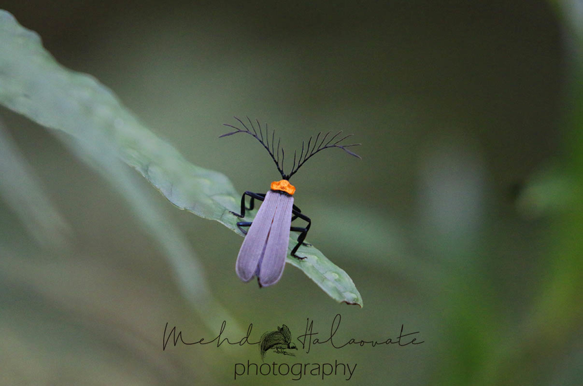 Antler Beetle (Cladophorus sp.) Some amazing insects can be found in New Guinea. This one I encountered in The Arfak Mountains, Vogelkop region, Papua. Antler Beetle,Arfak Mountains,Cladophorus species,Laetiporus sulphureus,Mehd Halaouate,New Guinea,Vogelkop region