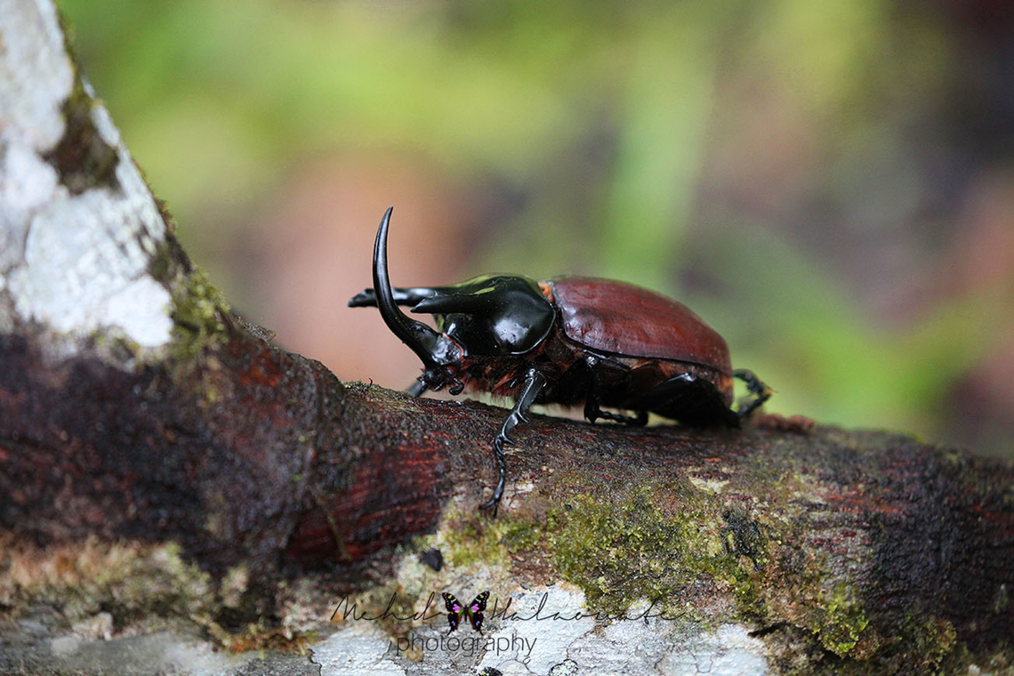 Beckius beccarii Another of those beautiful creatures from New Guinea. Arfak Mountains,Beckius beccarii,Geotagged,Indonesia,Mehd Halaouate,New Guinea,Papua,Winter