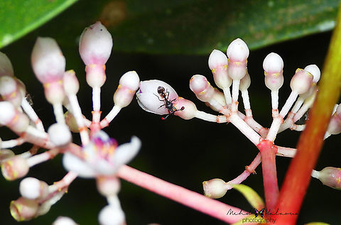 Stalk-eyed Flies, family Diopsidae, Genus Teleopsis A tiny strange-looking fly. It was photographed in the gardens of an amazing Eco Lodge called Sarinbuana in Bali island, Indonesia. Bali,Genus Teleopsis,Indonesia,Mehd Halaouate,Sarinbuana,Stalk-eyed flies,family Diopsidae