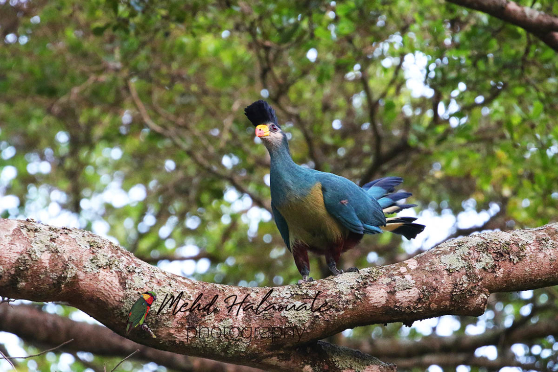 Great Blue Turaco (Corythaeola cristata) This is a beautiful species that can be seen in Entebbe Botanical Garden in Uganda. I recommend a visit to this place. There is a lot to be seen easily here. Africa.,Corythaeola cristata,Entebbe Botanical Gardens,Geotagged,Great Blue Turaco,Mehd Halaouate,Uganda,Winter