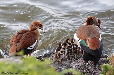 Egyptian Gees Photographed in Ethiopia Africa,Alopochen aegyptiacus,Egyptian Goose,Ethiopia,Geotagged,Mehd Halaouate,Winter