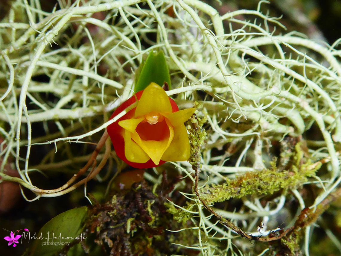 Mediocalcar decoratum This is a special orchid species found in New Guinea. This photograph was taken in the Baliem Valley, Snow Mountains, Papua. Baliem Valley,Indonesia,Mediocalcar decoratum,Mehd Halaouate,New Guinea,Orchid,Papua