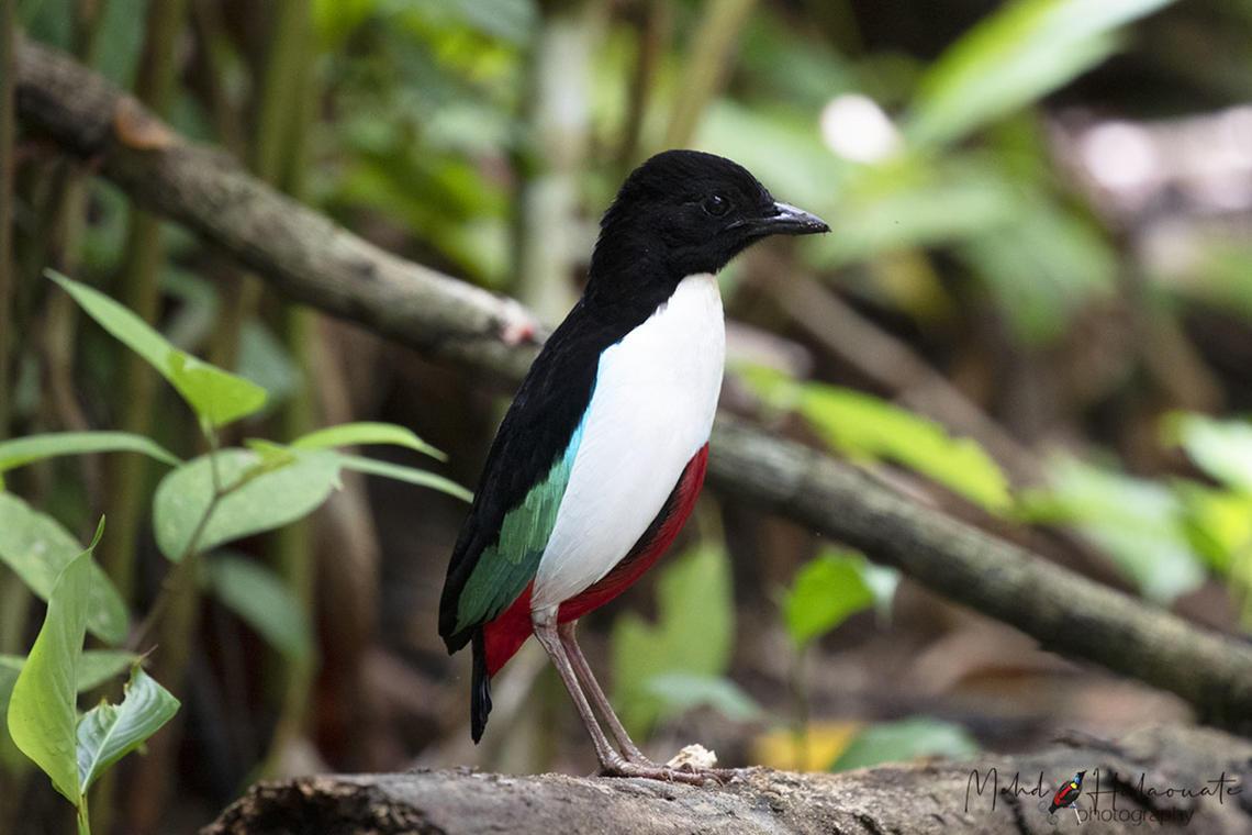 Ivory-breasted Pitta (Pitta maxima maxima) Not the easiest species to get decent photographed of but the species, in general, is getting easier to see on Halmahera island, North Maluku, Indonesia. Halmahera,Indonesia,Indonesia.,Ivory-breasted pitta,Mehd Halaouate,North Maluku,Pitta maxima