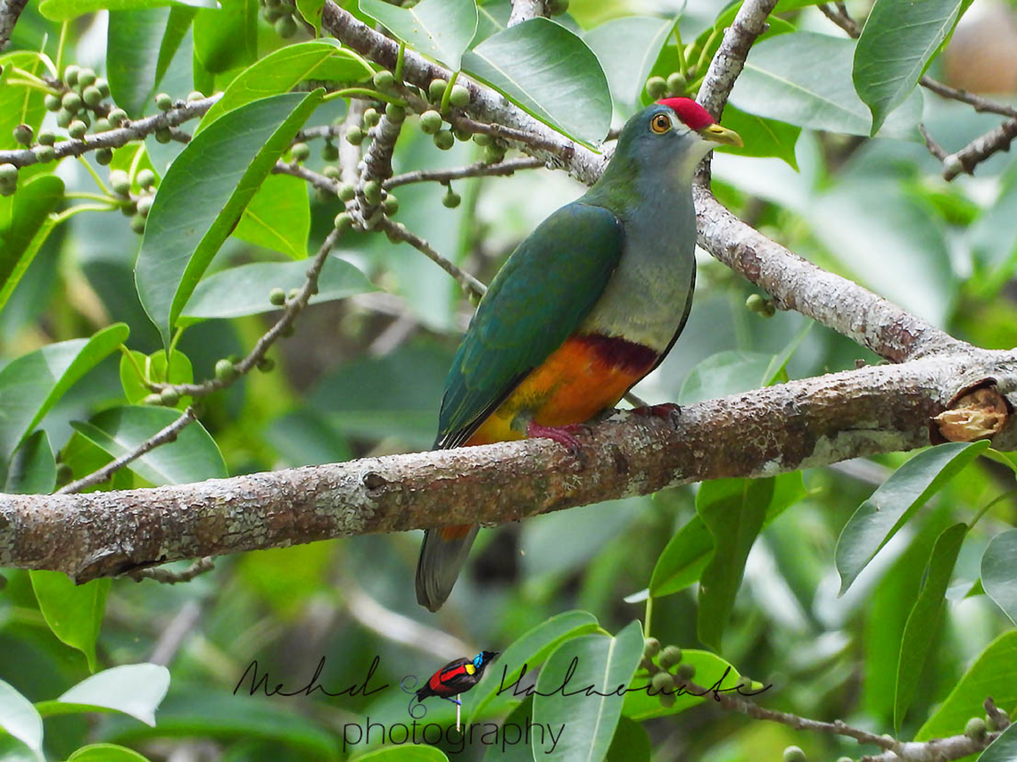 Beautiful fruit dove (Ptilinopus pulchellus pulchellus) Another one of the stunning fruit dove species from New Guinea. The name fits well this species. Beautiful fruit dove,Birdingindonesia,Indonesia,Mehd Halaouate,New Guinea,Papua New Guinea,Ptilinopus pulchellus