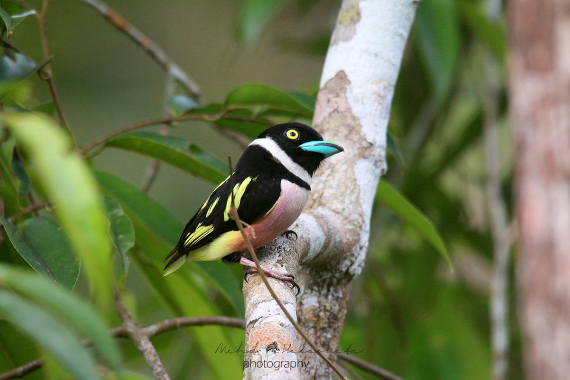 Black-and-yellow Broadbill (Eurylaimus ochromalus) This species looks unreal. We found a few in the Sepilok region in Borneo. Birdingindonesia,Black-and-yellow broadbill,Borneo,Eurylaimus ochromalus,Malaysia,Mehd Halaouate