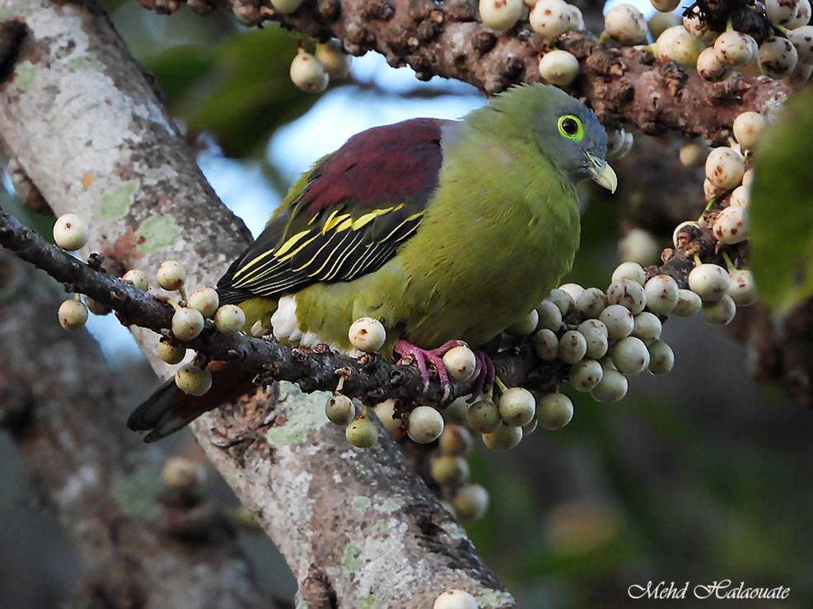 Grey-cheeked Green-Pigeon (Treron griseicauda griseicauda) Some Green Pigeon species are stunning too. Here is one photographed on Bali island, Indonesia. Bali Barat National Park,Bali island,Grey-cheeked green pigeon,Indonesia,Mehd Halaouate,Treron griseicauda