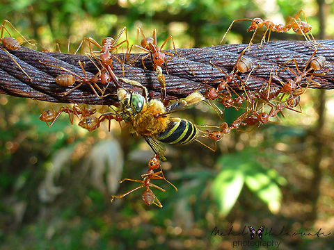 Asian Weaver Ants (Oecophylla smaragdina) Asian Weaver Ants are not to miss with. They can deliver a nasty bite to humans too. They are ruthless killers in the insect world. Asian Weaver Ant,Bali,Green School,Indonesia,Insects,Mehd Halaouate,Oecophylla smaragdina
