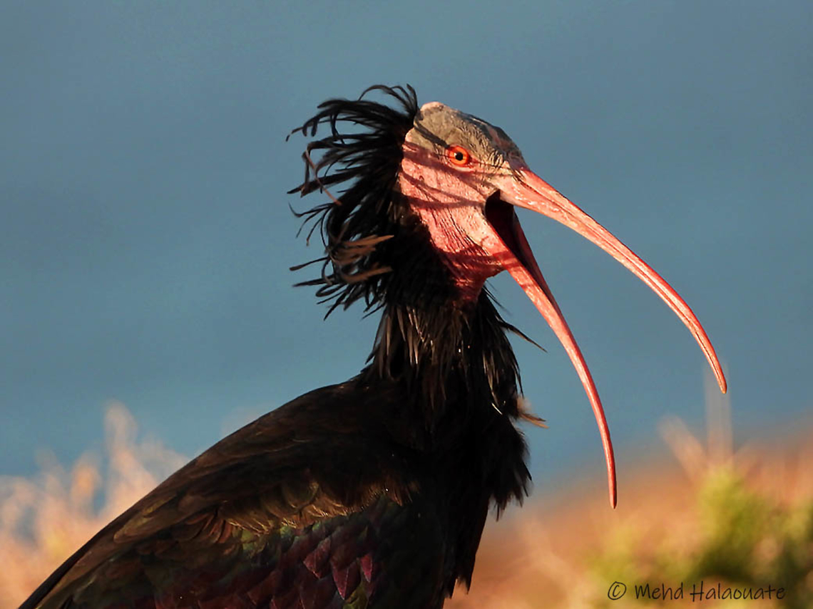 Northern Bald Ibis (Geronticus eremita) One of the sought after species in Morocco, is the Northern Bald Ibis (Geronticus eremita). Geotagged,Geronticus eremita,Mehd Halaouate,Morocco,Northern Bald Ibis,Rare species,Winter,wildlife
