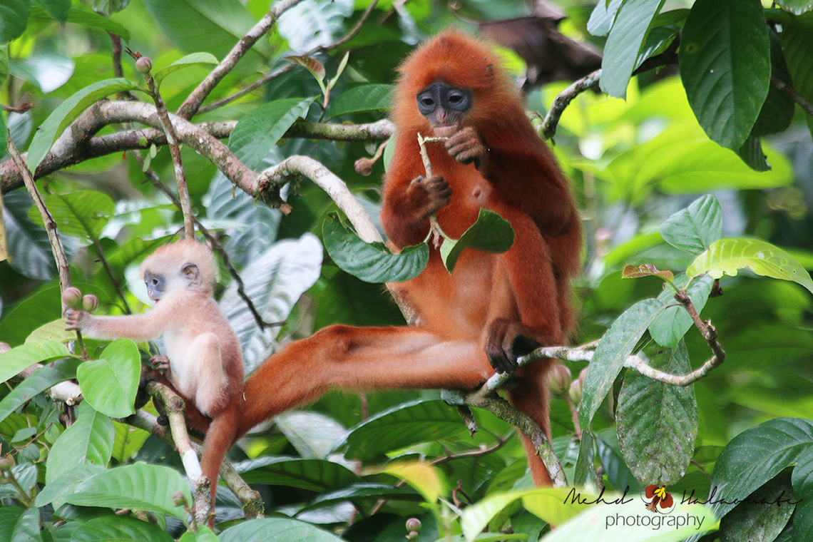 Red Leaf Monkey (Presbytis rubicunda) After some intensive search, we were rewarded by getting close to a family of these beautiful Red Leaf Monkeys feeding in the Danum Valley, Malaysia. Danum Valley,Malaysia,Maroon leaf monkey,Mehd Halaouate,Presbytis rubicunda